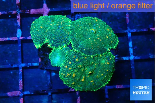 Rhodactis green orange spot 3-4 polyps WYSIWYG acclimaté