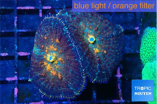Rhodactis magma 2 polyps WYSIWYG acclimaté