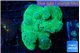 Rhodactis musssoides green 5-8 cm WYSIWYG acclimaté