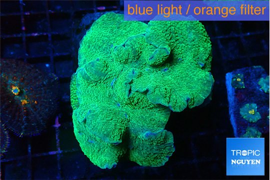 Rhodactis musssoides green 5-8 cm WYSIWYG acclimaté