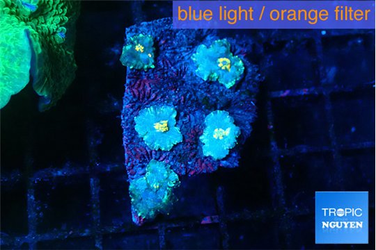 Rhodactis golden flash 5 polyps WYSIWYG acclimaté