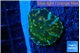 Discosoma blue flame 1 polyp WYSIWYG acclimaté