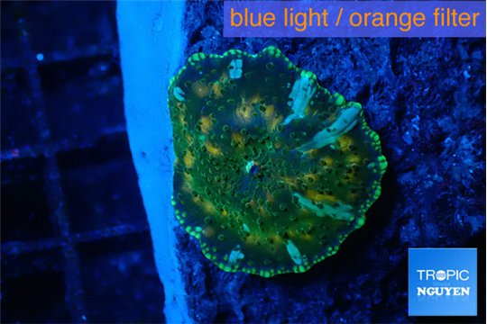 Discosoma blue flame 1 polyp WYSIWYG acclimaté