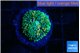 Ricordea floridae green 1 polyp WYSIWYG acclimaté