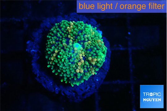 Ricordea floridae green 1 polyp WYSIWYG acclimaté