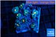 Rhodactis golden flash 7-8 polyps WYSIWYG acclimaté