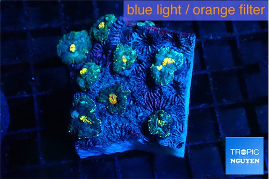 Rhodactis golden flash 7-8 polyps WYSIWYG acclimaté