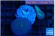 Discosoma deep blue avatar 2 polyps WYSIWYG acclimaté