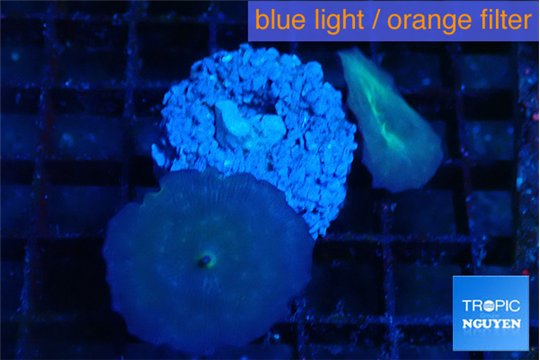 Discosoma deep blue avatar 2 polyps WYSIWYG acclimaté