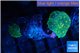 Rhodactis green orange spot 2 polyps WYSIWYG acclimaté