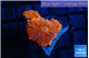 Rhodactis red blue flash 3 polyps WYSIWYG acclimaté