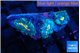 Rhodactis golden flash 3 polyps WYSIWYG acclimaté
