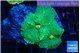 Rhodactis green orange spot 2 polyps WYSIWYG acclimaté