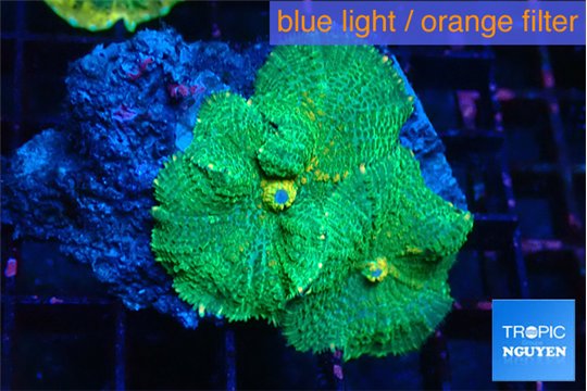 Rhodactis green orange spot 2 polyps WYSIWYG acclimaté