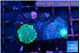 Rhodactis green lemon small polyps 2 polyps WYSIWYG acclimaté