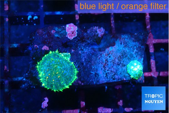 Rhodactis green lemon small polyps 2 polyps WYSIWYG acclimaté