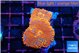 Rhodactis red blue flash 2 polyps WYSIWYG acclimaté