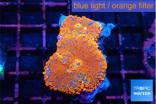Rhodactis red blue flash 2 polyps WYSIWYG acclimaté