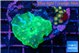 Discosoma blue flame & Zoanyhus 1 polyp WYSIWYG acclimaté