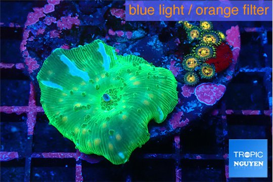 Discosoma blue flame & Zoanyhus 1 polyp WYSIWYG acclimaté