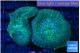 Rhodactis green & blue spot 2 polyps WYSIWYG acclimaté