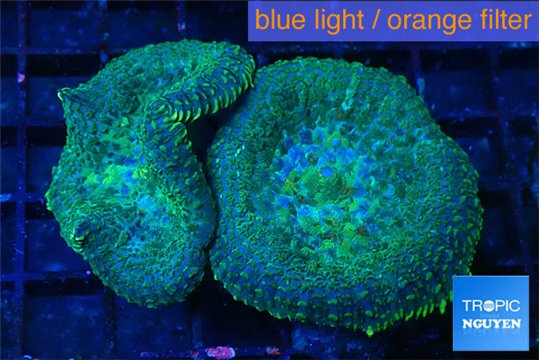 Rhodactis green & blue spot 2 polyps WYSIWYG acclimaté