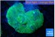 Rhodactis musssoides green 5-8 cm WYSIWYG acclimaté