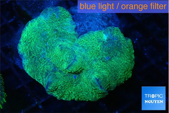 Rhodactis musssoides green 5-8 cm WYSIWYG acclimaté