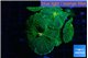 Rhodactis green 4-6 polyps WYSIWYG acclimaté