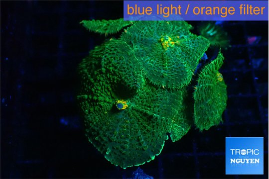 Rhodactis green 4-6 polyps WYSIWYG acclimaté