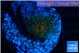 Rhodactis dark green 1 polyp WYSIWYG acclimaté