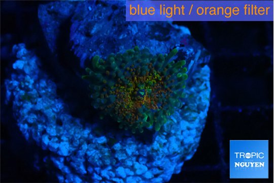 Rhodactis dark green 1 polyp WYSIWYG acclimaté
