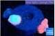 Ricordea yuma pink small polyps 2 polyps WYSIWYG acclimaté