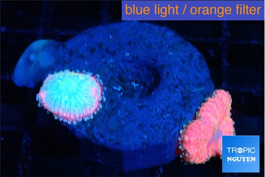 Ricordea yuma pink small polyps 2 polyps WYSIWYG acclimaté