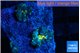 Rhodactis golden flash 2 polyps WYSIWYG acclimaté