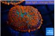 Rhodactis red blue flash 1 polyp WYSIWYG acclimaté
