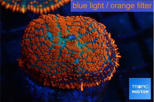 Rhodactis red blue flash 1 polyp WYSIWYG acclimaté