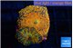 Rhodactis red blue superman 2 polyps WYSIWYG acclimaté
