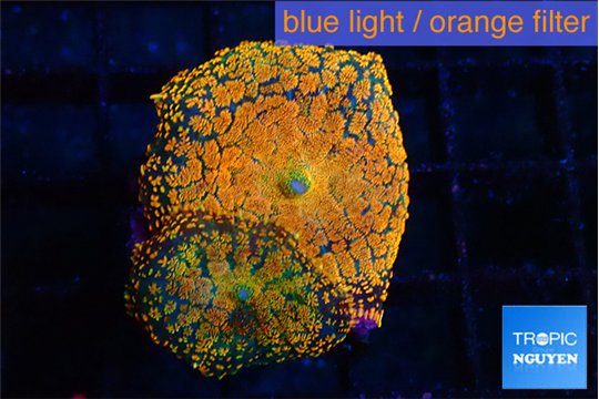 Rhodactis red blue superman 2 polyps WYSIWYG acclimaté