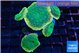 Discosoma green apple 5 polyps WYSIWYG acclimaté
