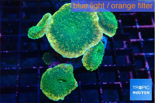 Discosoma green apple 5 polyps WYSIWYG acclimaté