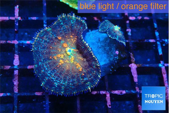 Rhodactis magma 2 polyps WYSIWYG acclimaté