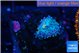 Ricordea yuma purple small polyp 1 polyp WYSIWYG acclimaté