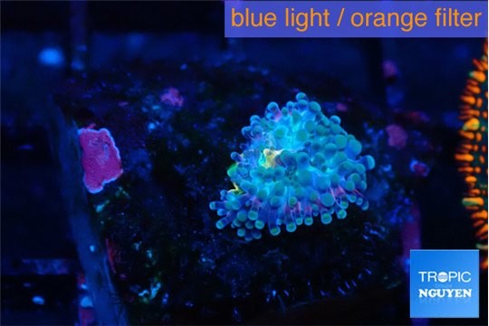 Ricordea yuma purple small polyp 1 polyp WYSIWYG acclimaté