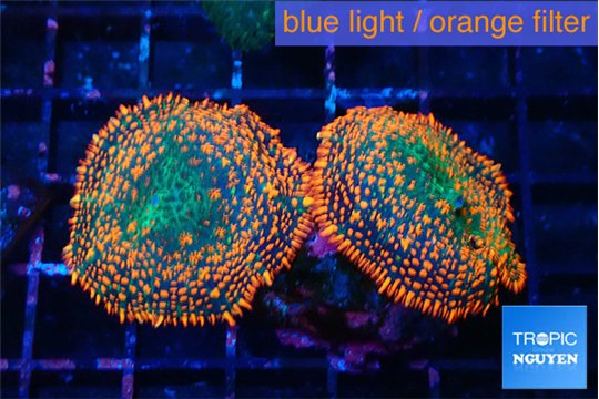 Rhodactis red blue superman 2 polyps WYSIWYG acclimaté