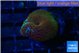 Discosoma red blue line 1 polyp WYSIWYG acclimaté