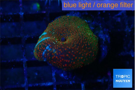 Discosoma red blue line 1 polyp WYSIWYG acclimaté