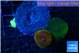 Discosoma fire flash & red blue line 2 polyps WYSIWYG acclimaté
