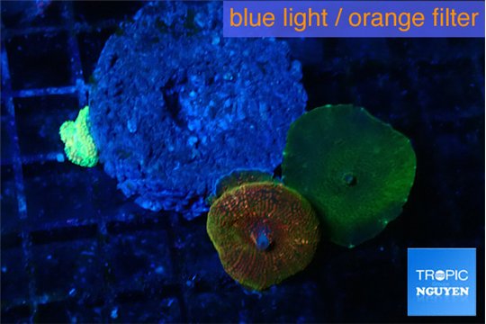 Discosoma fire flash & red blue line 2 polyps WYSIWYG acclimaté
