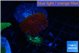 Discosoma red blue line 1 polyp WYSIWYG acclimaté